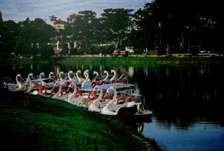 Photo Of Swan Boats Near The Shore