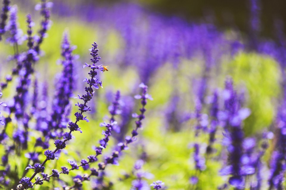 Shallow Focus Photography Of Lavenders photo