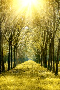 Scenic View Of The Forest During Sunrise photo