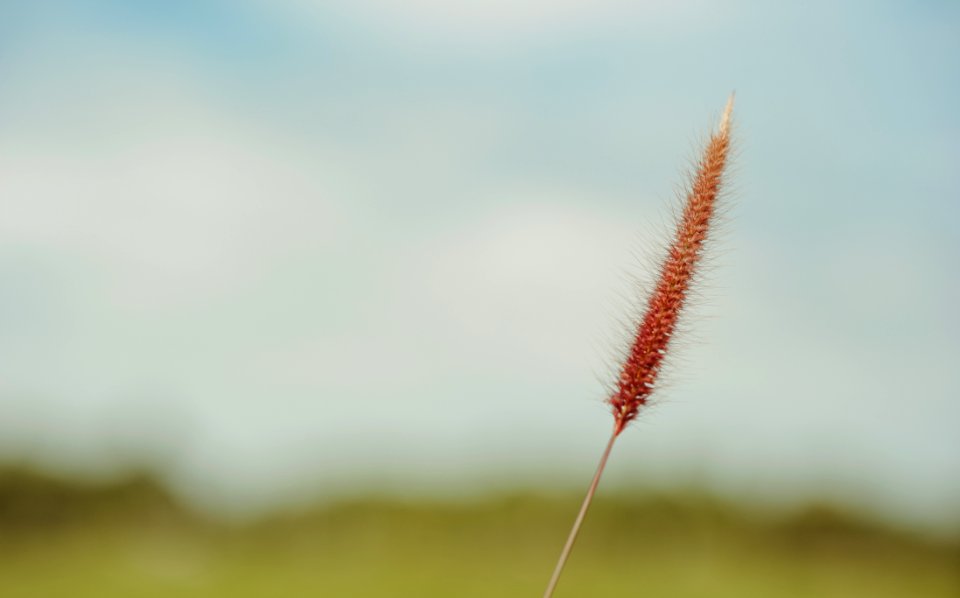 Fountain Grass Selective-focus Photo