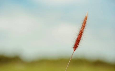 Fountain Grass Selective-focus Photo photo