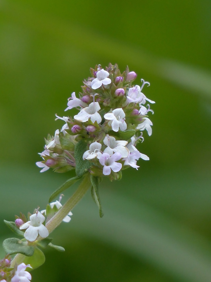 Thymus vulgaris roman thyme kuttelkraut