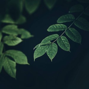 Green Leaf Plants