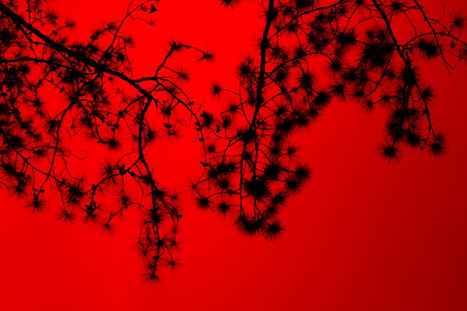 Silhouette Of Tree Branches