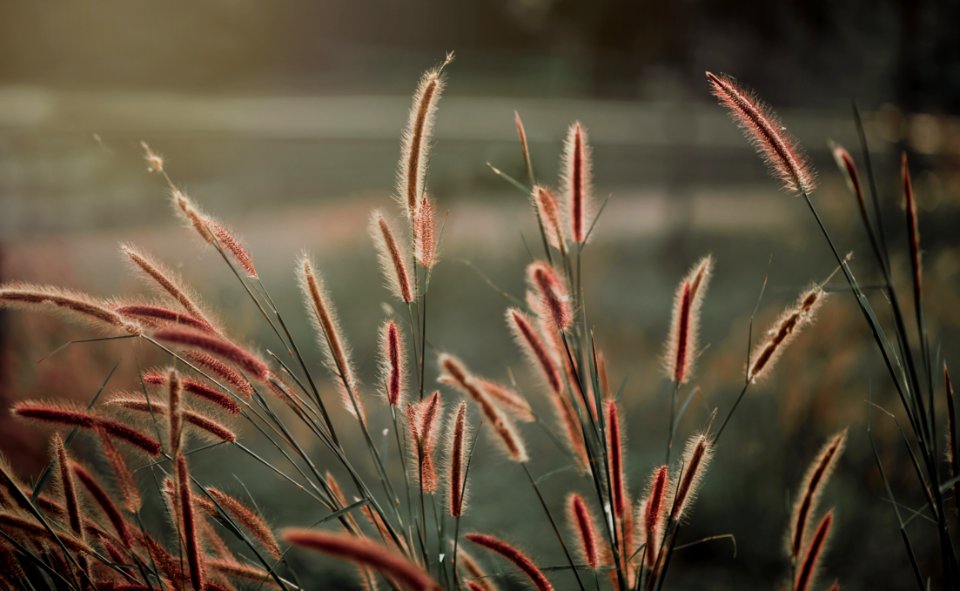 Close-up Photography Of Grass photo