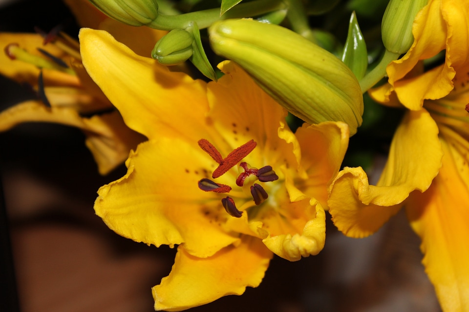 Blossom bloom lilies