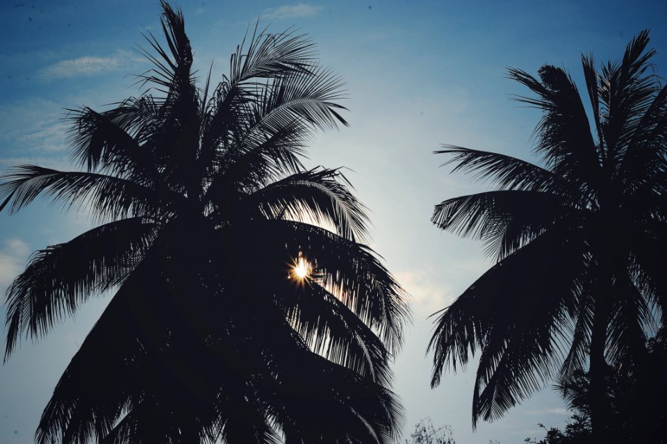 Silhouette Photo Of Trees photo