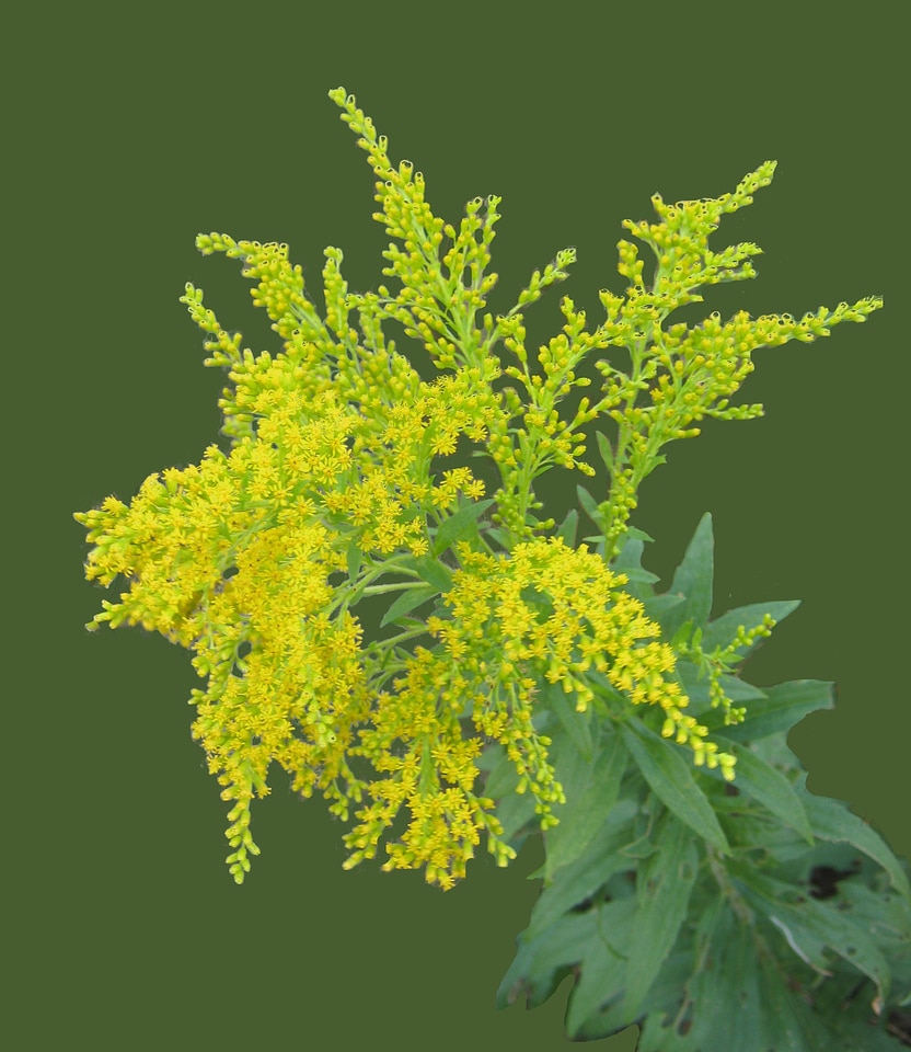 Golden yellow lemon