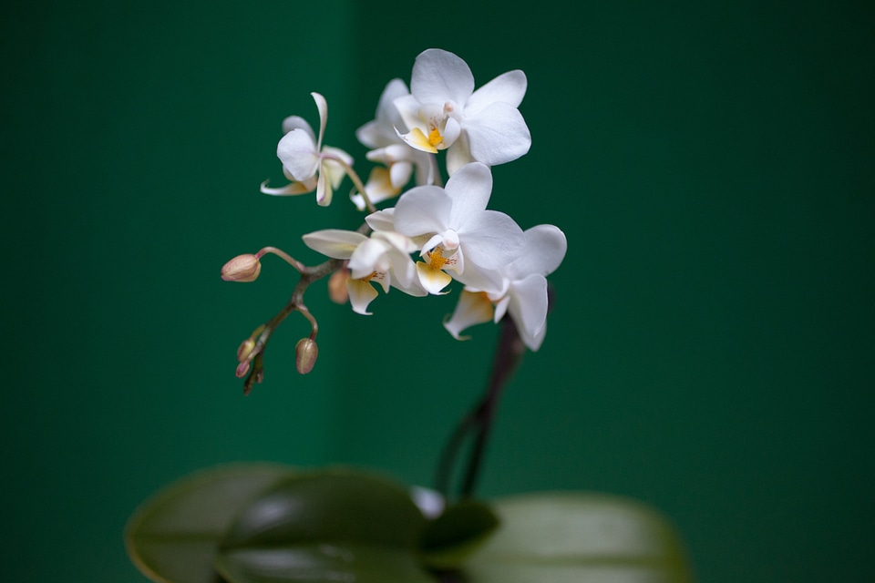 White colorful flowers petals