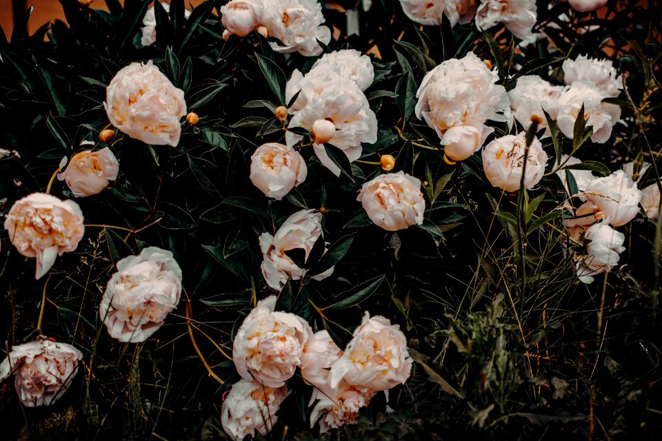 Photo Of White Flowers
