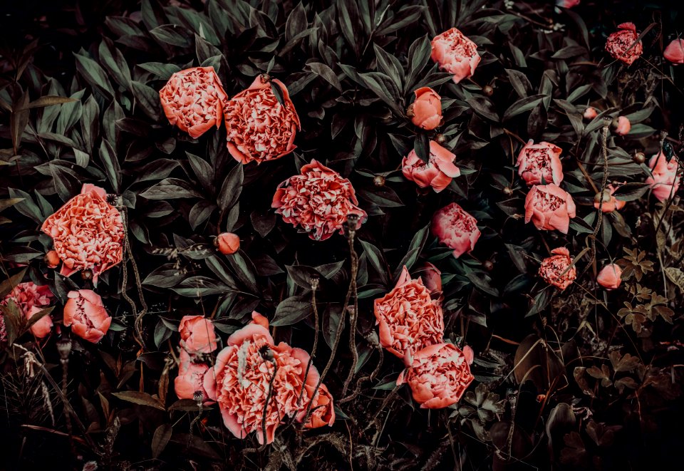 Photography Of Pink Flowers Near Leaves
