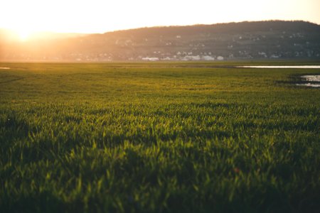 Green Grass Field During Sun Rise photo