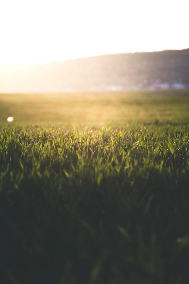 Close-Up Photography Of Grass