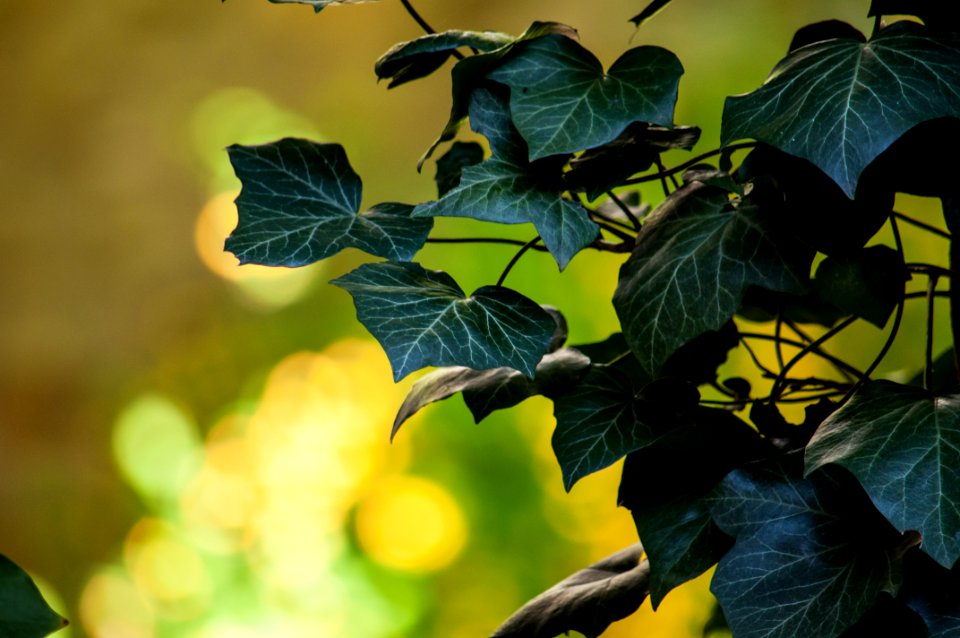 Selective-focus Photography Of Green Leaf Plant photo