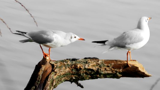 Photo Of Two Seagulls Perched On Tree Branch photo