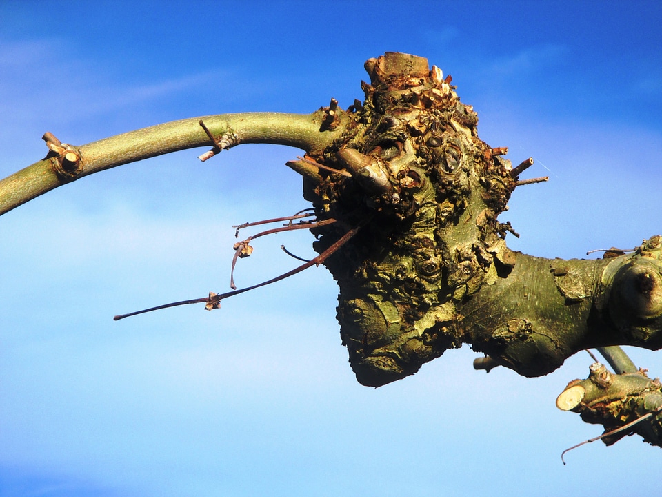 Truncate beschnitten tree