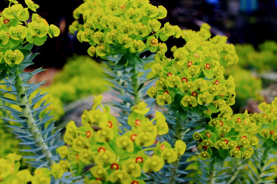 Selective Focus Photography Green Euphorbia Milii Flowers