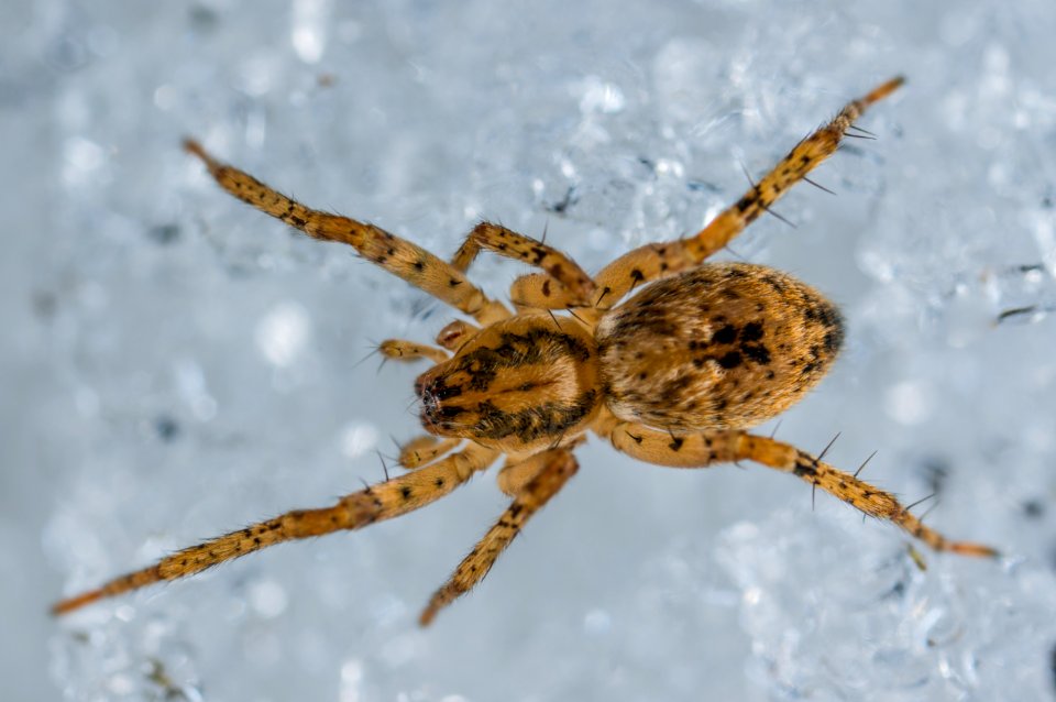 Macro Photography Of Black And Yellow Spider