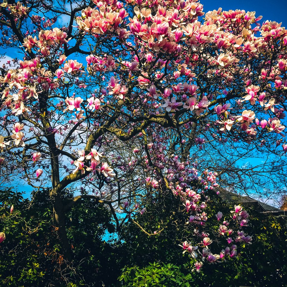 Pink Flowers Photo
