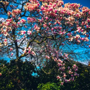 Pink Flowers Photo