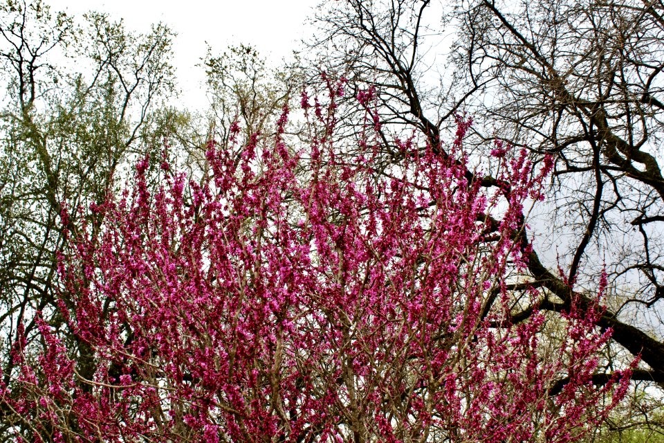 Purple Flowering Tree