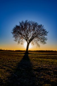 Tree In The Middle Of The Field Golden Hour Photography photo