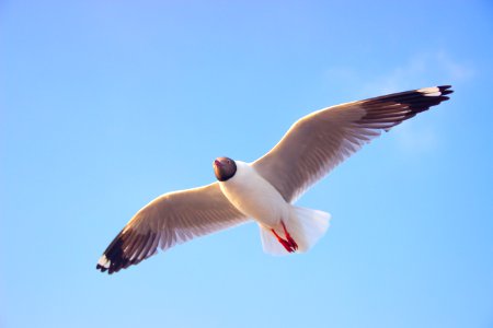 Close-Up Photography Of A Flying Bird photo