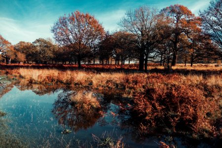 Brown Leafed Trees