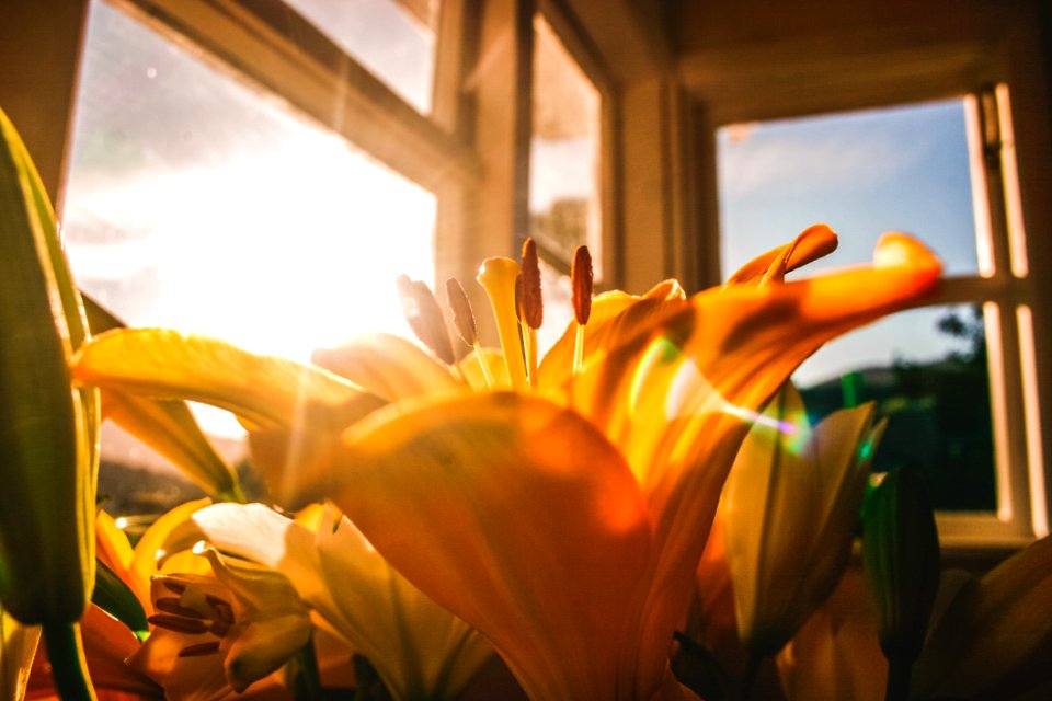 Shallow Focus Of Yellow Flowers