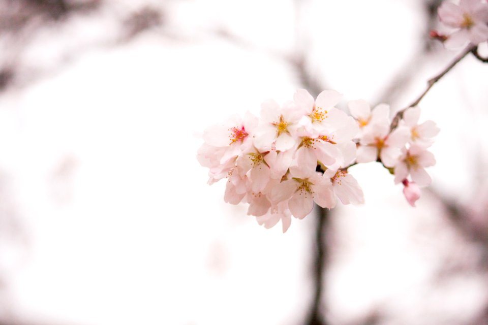 Shallow Focus Photography Of White Flowers
