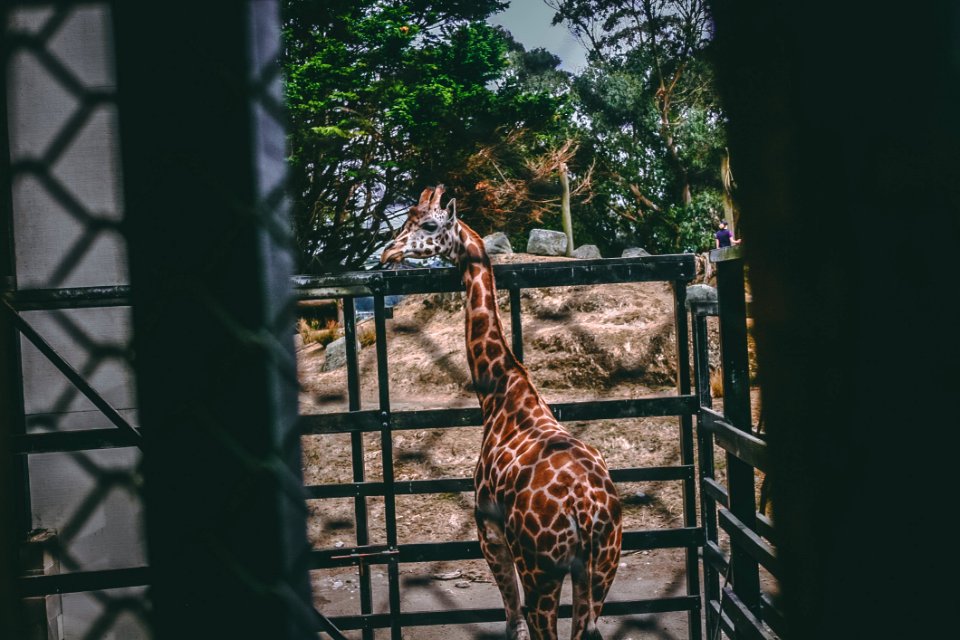 Giraffe On Black Metal Cage