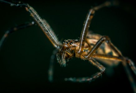 Macro Photography Of Brown Spider photo