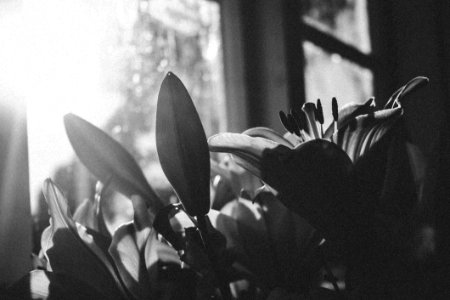 Grayscale Photography Of Flowers photo