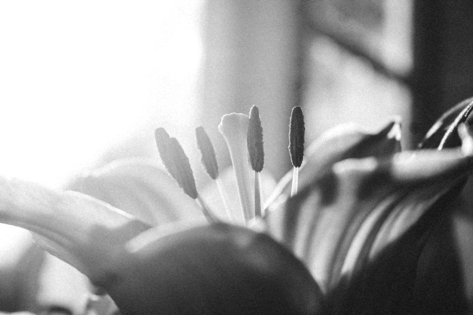 Grayscale Photography Of Petaled Flower