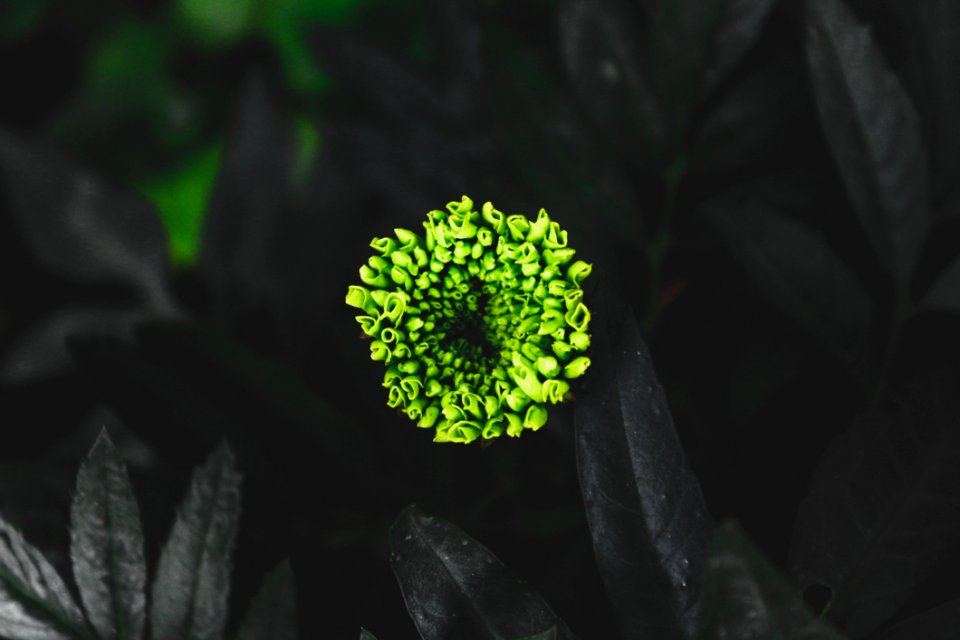Green Plant