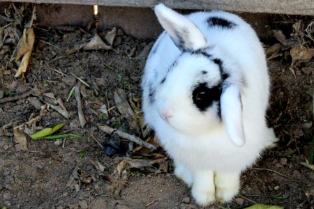 White And Black Rabbit On Brown Soil photo