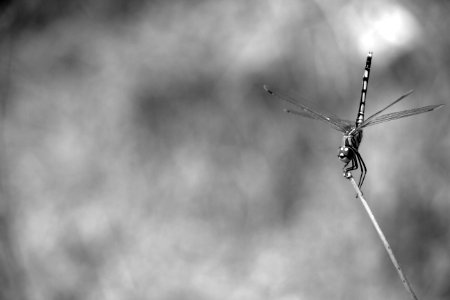 Grayscale And Selective Focus Photography Of Dragonfly Perching On Twig photo