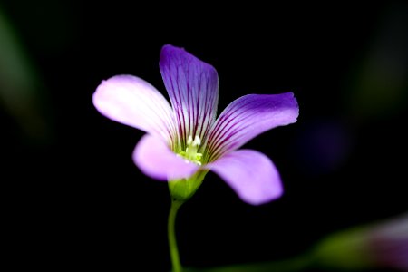 Shallow Focus On Purple 5-petaled Flower photo