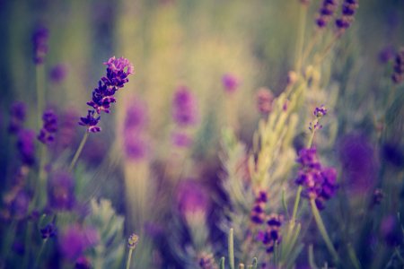 Selective Focus Photo Of Lavender Flowers photo