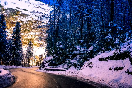 Trees Beside Road