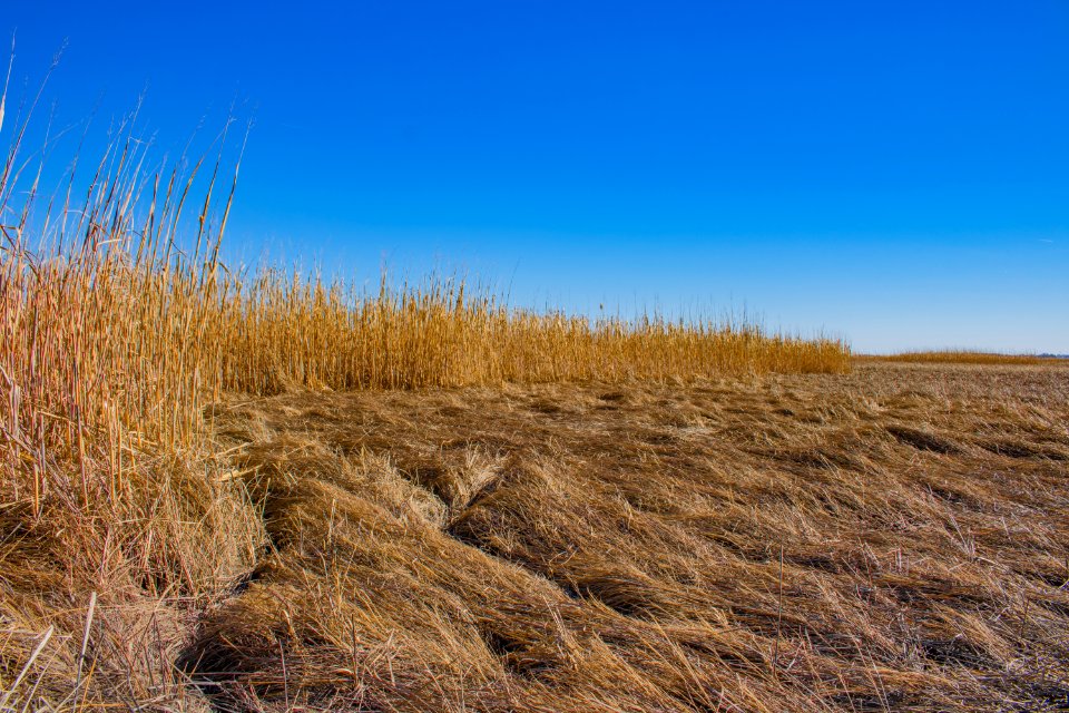 Green And Yellow Grass Field