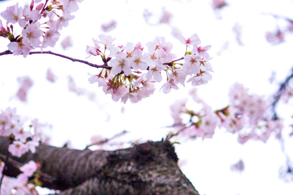 Selective Photography Of Pink Petaled Flowers
