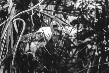 Grayscale Photography Of Animal Perching On Metal Near Plants photo