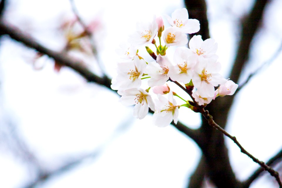 Low-angle Selective Focus Photography Of White Petaled Flowers