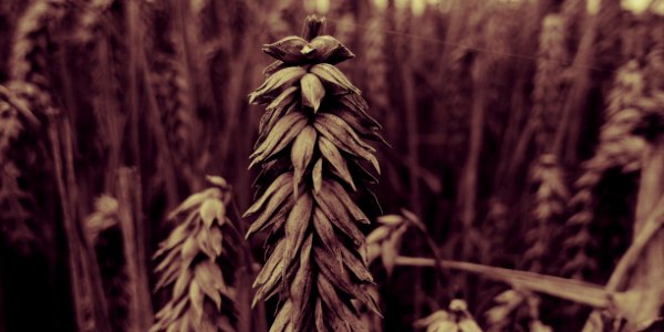 Brown Leafed Plants photo