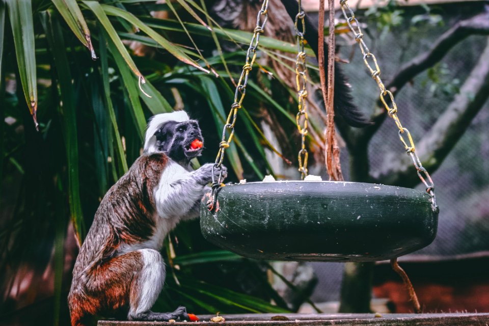 Gfrey And White Monkey Holding Swing