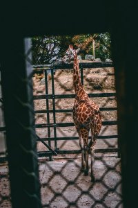 Brown And Beige Giraffe Standing Near Black Metal Fence