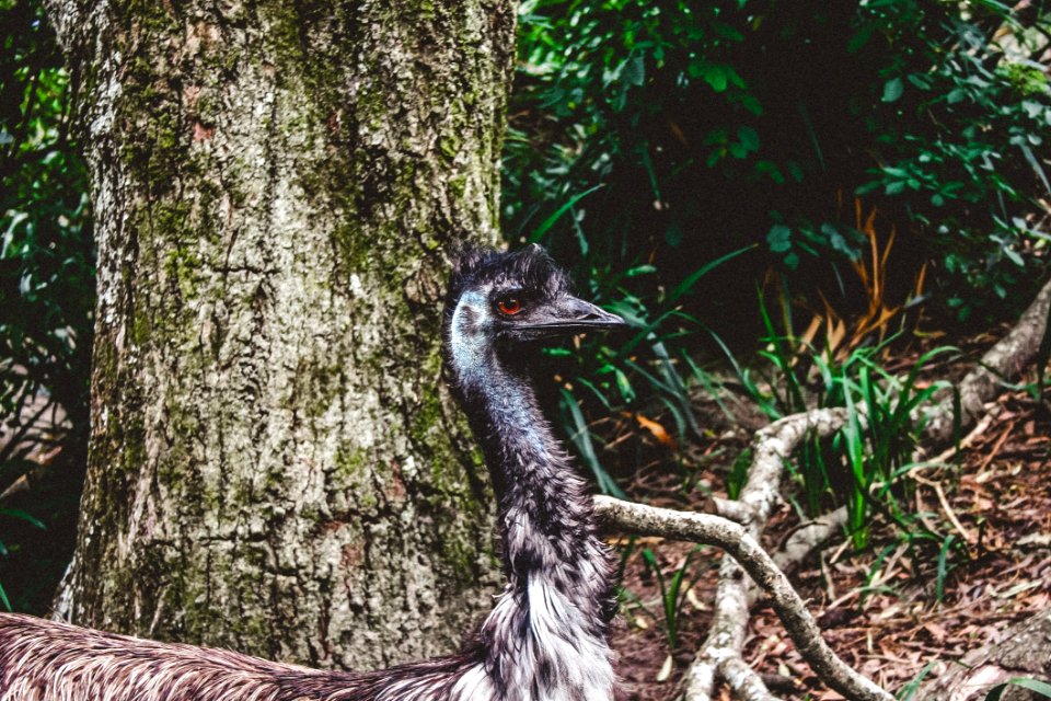 Gray Short-beaked Animal On Forest