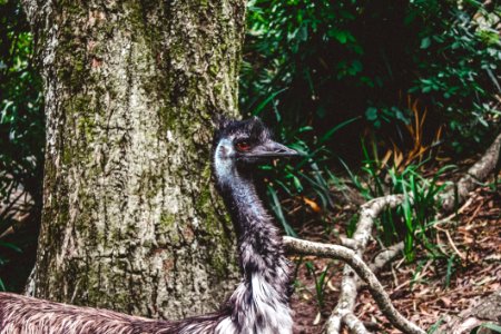 Gray Short-beaked Animal On Forest photo