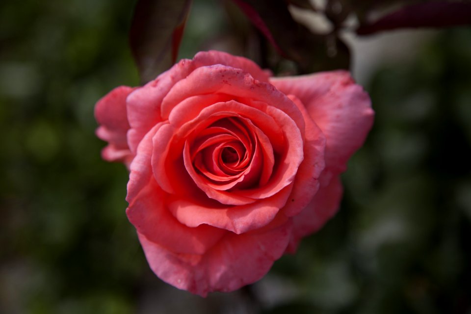 Closeup Photo Of Red Petaled Floewr